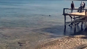 Datça’da kıyıda peş peşe 2 köpekbalığı paniği kamerada!