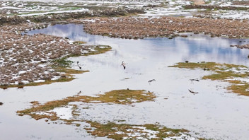 Nesli tükenme tehlikesi altındaki sevimli misafirler Türkiye'ye geri döndü