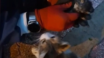 Anne kedi yavrusunu ağzında itfaiyeye kadar taşıyıp yardım istedi!