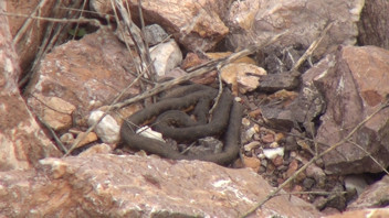 Türkiye'nin ''Yılan Pınarı''na bahar geldi: Her yerden yılanlar çıkıyor!