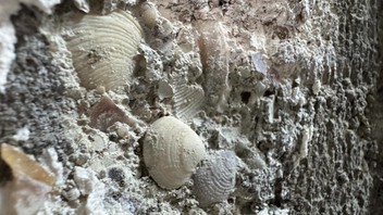 6.2'lik depremin ardından korkunç manzara: Betonun içinden midye kabukları çıktı
