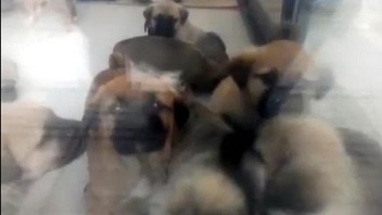 Sahiplenme bahanesiyle evine aldığı köpekleri katleden şüphelinin ifadesi ''pes'' dedirtti