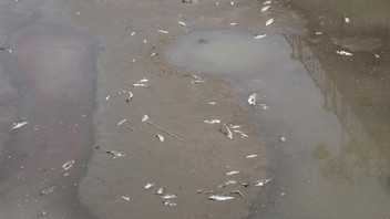 Yeşilırmak'ın adı ölüm ırmağı oldu... Balık ölümleri tedirgin ediyor!