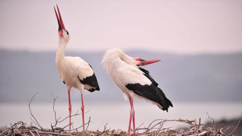 Kuluçkaya yatan Yaren leylekten tüm Türkiye'yi heyecanlandıran haber