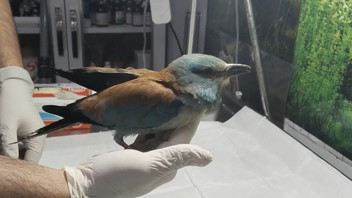 Nesli tükenmekte olan kuş Türkiye'de ortaya çıktı