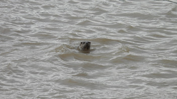 Nesli tehdit altındaki nehirlerin en sevimlisi Kızılırmak'ta ortaya çıktı