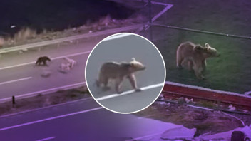 Bozayının şehir turu kamerada: Köpeklerle dolaşıp, halı sahaya gitti