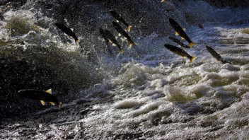 Türkiye'nin büyüleyen göçü başladı: Yüzlerce vatandaş izlemek için akın etti