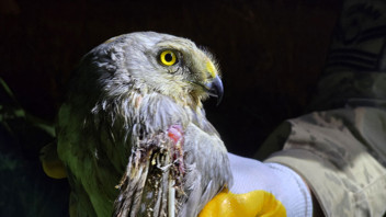 Nesli tehlike altındaydı, bir ilimizde ortaya çıktı!