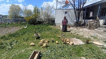 Türkiye'nin kışı evlerde geçiren en sevimli ve en lezzetli altınları doğaya kavuştu