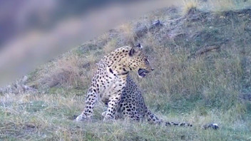 ''Yüce dağların gizli kahramanı'' Anadolu Parsı yeniden kendini gösterdi