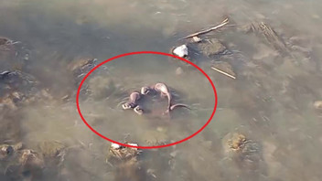 Türkiye'nin nesli tehdit altındaki en sevimli ailesi kameralara yakalandı