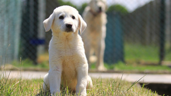 Bu sevimli miniklerinin fiyatı dudak uçuklattı: Sahip olmanız için sadece para da yetmiyor!