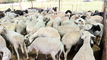 2026 yılı vekaletle kurban kesim bedelleri açıklandı