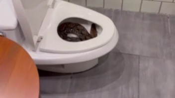 Klozetin içindeki davetsiz misafir ev sahibinin aklını aldı!