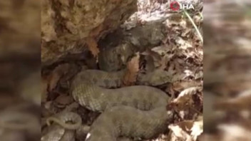 Tek ısırıkla öldürüyor! Türkiye'nin en zehirli yılanıyla burun buruna geldi