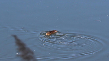Diyarbakır'da sürpriz göçmen hareketliliği: Bilim insanları bu Çinli canlı için şehre akın etti!