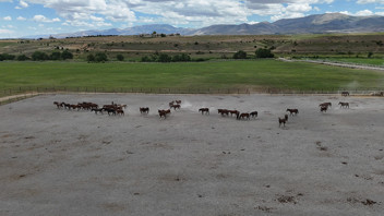 Türkiye'nin milyonluk tayları 4 nala rekor fiyata koşuyor