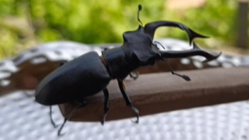 Koruma altındaki dev böcek Türkiye'de ortaya çıktı!