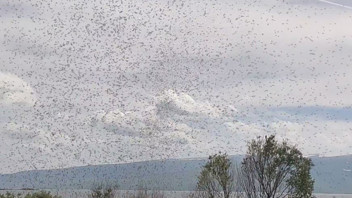 Ağzınızı, gözünüzü, kulağınızı tıkamadan geçemezsiniz; böyle istila görülmedi: Göz gözü görmüyor!