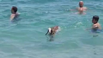 Bayramda hemcinsleri kurbanlık olarak kesilirken o deniz keyfi yaptı