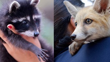 Onlar Türkiye'nin en sevimlileri... Anneleri reddetmişti, hayvan kreşinde büyüyorlar!
