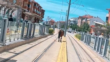 Duraktakiler tramvay beklerken bakın ne geldi! Şaşkına çeviren görüntü