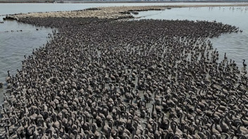 Türkiye'nin en sevimli minikleri dünyaya gözlerini açtı: Tam 13 bin adedi sayılabildi!