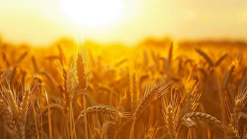 AgroViva: Tarım ve Gıda Katkılarında Güvenin Adı