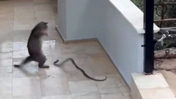 Alanya'nın yılan bekçisi kedisi kamerada... Gören vay ''pisi''kopat, vay dedi!