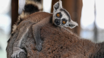 Bu da Türkiye'nin hayvanlar anaokulu: Lemur, geyik, zebra, tay ve 2 minik ayı yavrusu...
