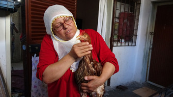 Ana yüreği dayanmadı... Çocuk gibi ağlayan tavuğunu kesmeye kıyamadı!