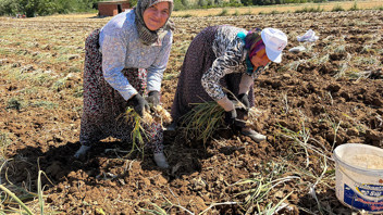 Türkiye'nin dünyaca ünlü şifa kaynağında hasat dönemi başladı