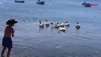 Denize girdikleri için CİMER'e şikayet edilen kazlara hapis cezası verildi!