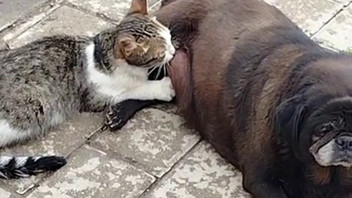 Kediye annelik yapan köpeği görenler şaşkınlığını gizleyemedi!