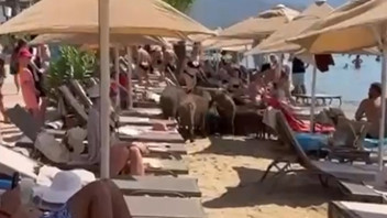 Türkiye'nin yeşille mavinin buluştuğu cennetinin asıl sahipleri ortaya çıktı!