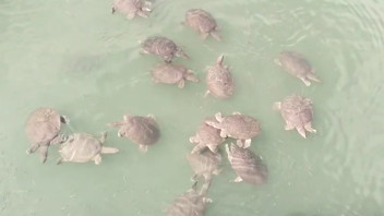 Turizm cennetimizde saldırgan Nil kaplumbağası alarmı