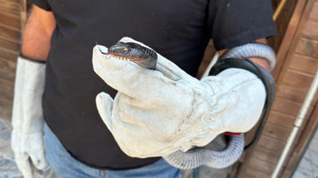 Tuvalette yılan operasyonu... Tuvalete girince ne yapacaklarını şaşırdılar!