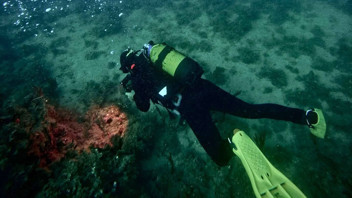 Denizlerin gizemli canlısı Türkiye'de ilk kez görüldü!
