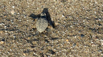 Turizm cennetinde caretta carettalar için hayati nöbet başladı