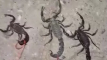 Akrepler bir ilimizi istila etti, vatandaşlar ip bağlayıp evcil hayvan gibi gezdirdi!
