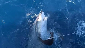 Oltaya takılan 6 metrelik canavar balıkçıları bile şaşırttı