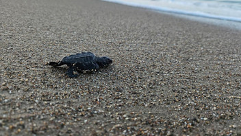 Caretta carettaların zorlu yaşam mücadelesi başladı