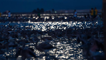 Türkiye'nin en sevimli göçmenleri geri döndü: Renk cümbüşü büyüledi
