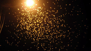 Sakarya'da büyüleyici doğa olayı herkesi bir kez daha şaşırttı!