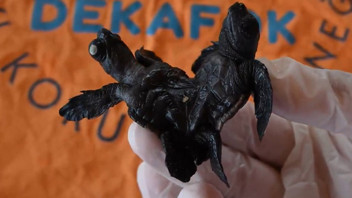 Manavgat'ta bulunan siyam ikizi Caretta caretta yavruları herkesi şaşırttı