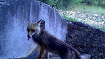 Uludağ'da çeşmeden su içen tilki ve sincap fotokapanla görüntülendi