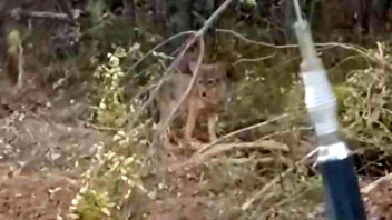 Orman yangınlarında kül dağına dönen doğadaki yaban hayatı için tarihi çağrı!