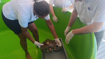 Üzerine file ve çuval dolanmış haldeydi... Ölmeden kurtarıldı!