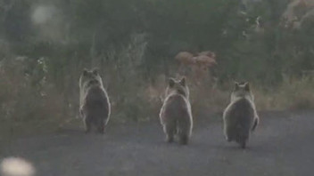 Yavru ayılar yola indi; otomobile yol vermedi
